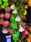 Fake Fruit & Vegetables (0479-5)