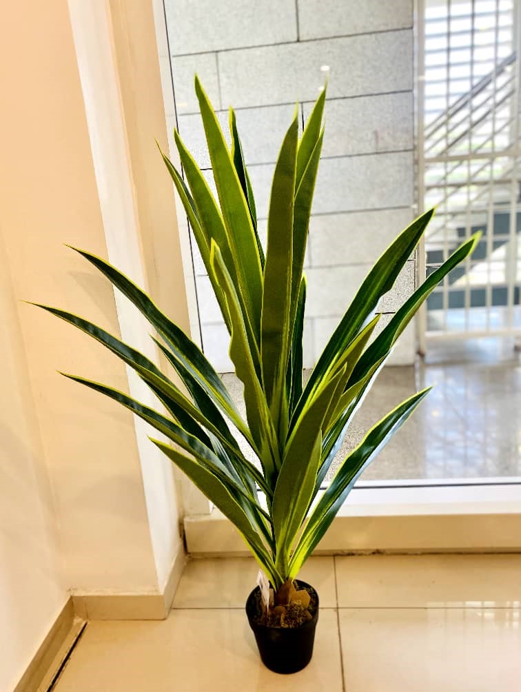 Dalein Small Plant