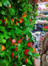[BZRCS-226] Fake Fruit & Vegetables (0479-4)