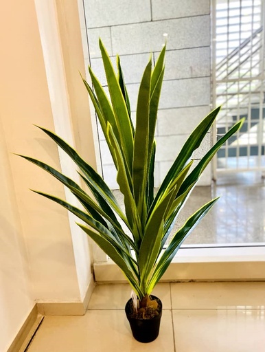 [BZRHD-DSP007] Dalein Small Plant